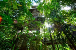 Discovery Centre Canopy Tower - Daintree Rainforest Tours