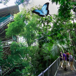 Canopy Tower and Daintree Rainforest Tour Group