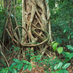 Daintree Rainforest Tours & Discovery Centre Background