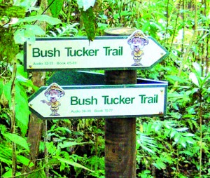 Daintree Rainforest Bush Tucker Trail - Daintree Forest Walks
