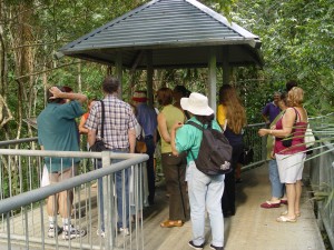 Rainforest Boardwalks group - Daintree Forest Walks