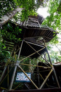 Canopy Tower Structure at the Daintree Discovery Centre