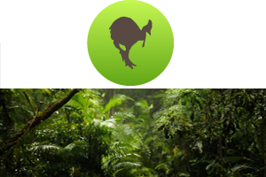 Daintree Rainforest Animals & Fauna
