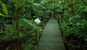 Daintree Discovery Rainforest Boardwalk | Daintree Forest Walks