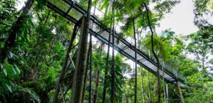 Daintree Discovery Centre Aerial Walkway | Daintree Rainforest