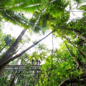 Aerial Walkway - Daintree Discovery Centre