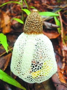 Daintree Rainforest Information | Stink-horn Fungi