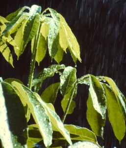 Daintree Rainforest Plants in the rain