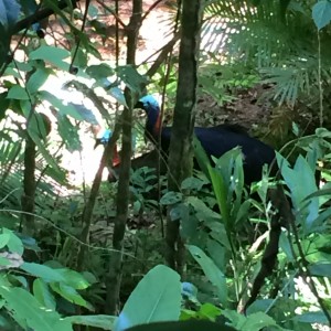 Cassowaries mating at the Daintree Discovery Centre