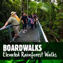 Rainforest Boardwalk - Daintree Forest Walks