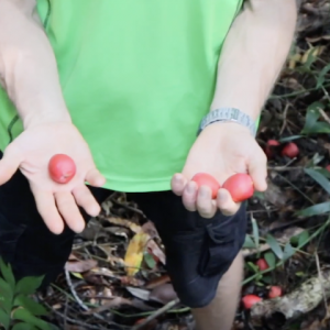 Fruits on the Forest Floor