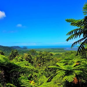 SIGNIFICANT RAINFOREST DONATION GROWS DAINTREE RELATIONSHIP Image by @i_am_cheyenne_young