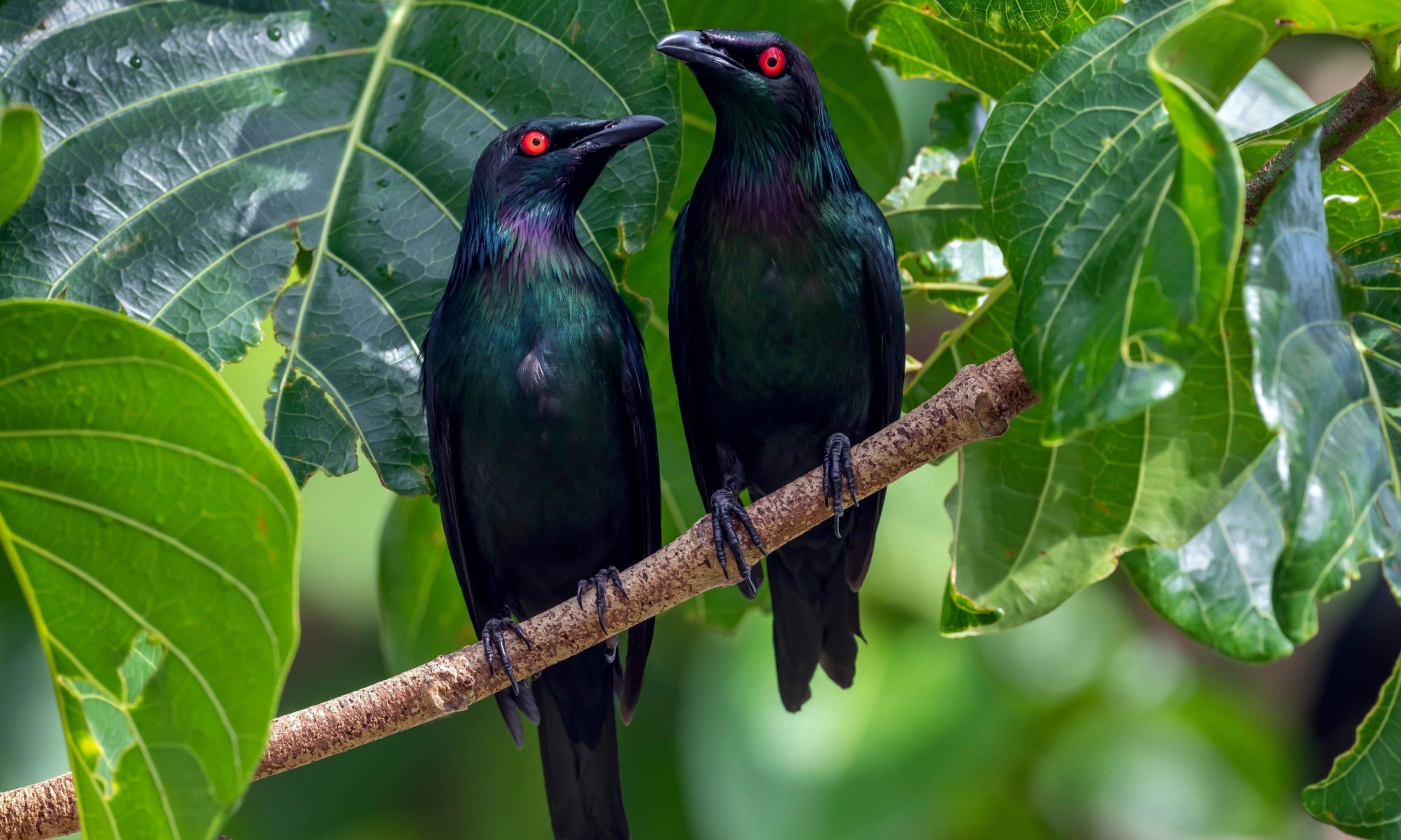 Native Birds of the Daintree | Daintree Rainforest Discovery Centre